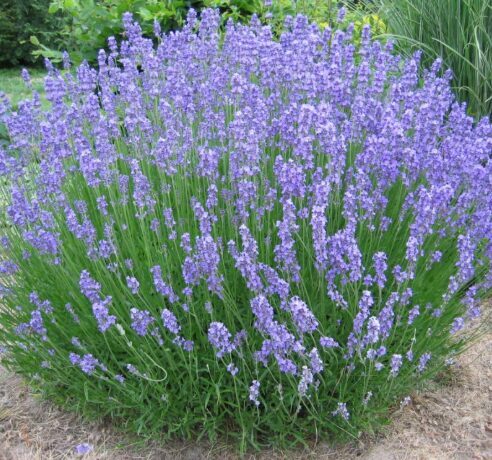 Lavanda 'Hidcote Blue'